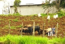 sow potatoes